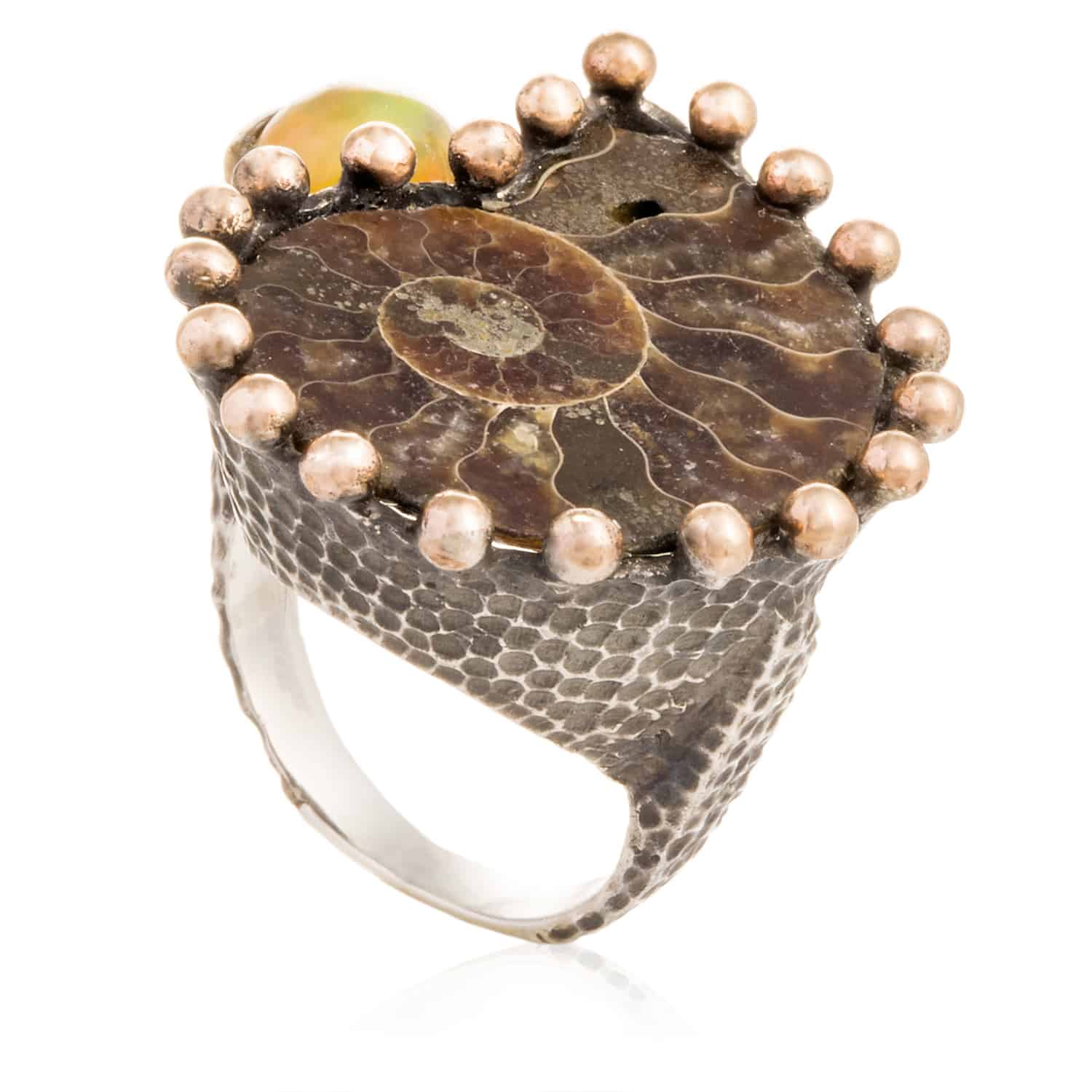 Anillo Ammonite