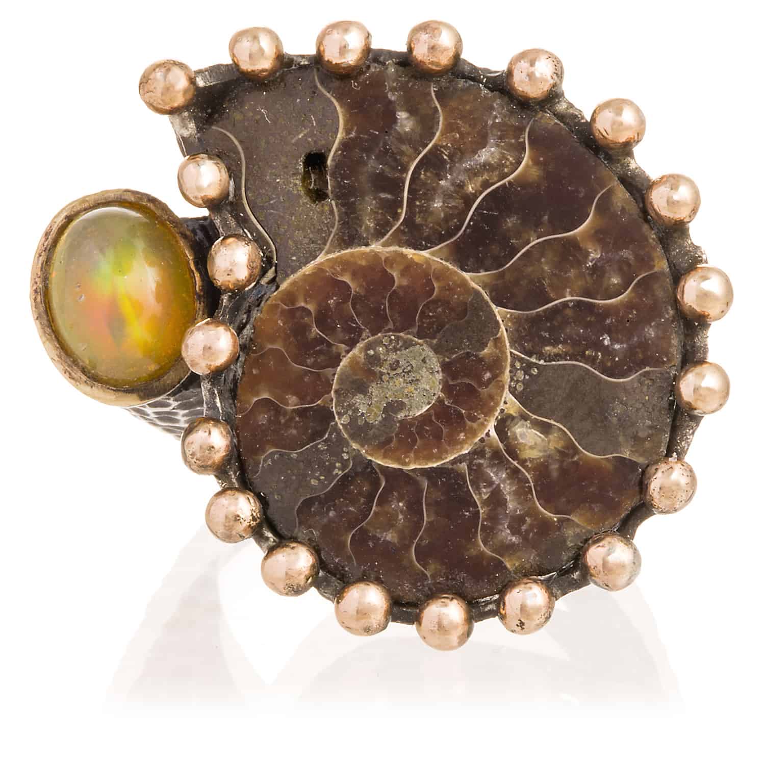 Anillo Ammonite